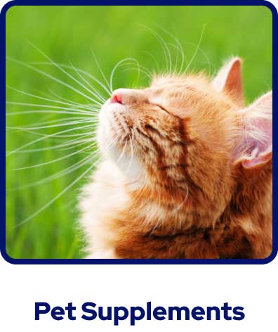 holistic pet care, best natural pet supplements, naturopathic pet remedies.