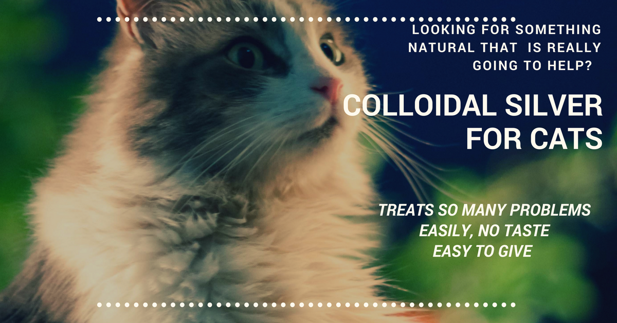 Colloidal silver for outlet cats