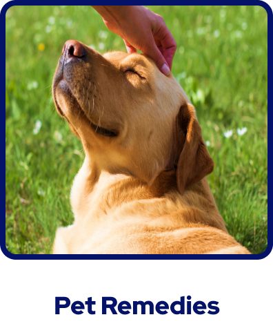 holistic pet care, best natural pet remedies, naturopathic pet remedies.