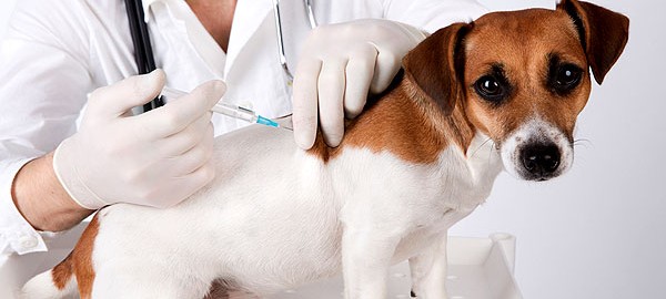 dog-vaccination-terrier-110687510-01-600x270.jpg