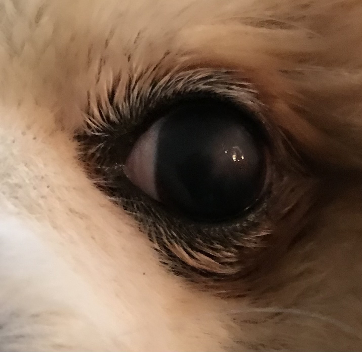 Colloidal silver for outlet eye infection in dogs