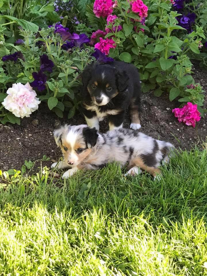 Jazzy's Jewels Toy Aussie Puppies