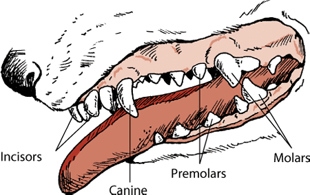 carnivore mouth